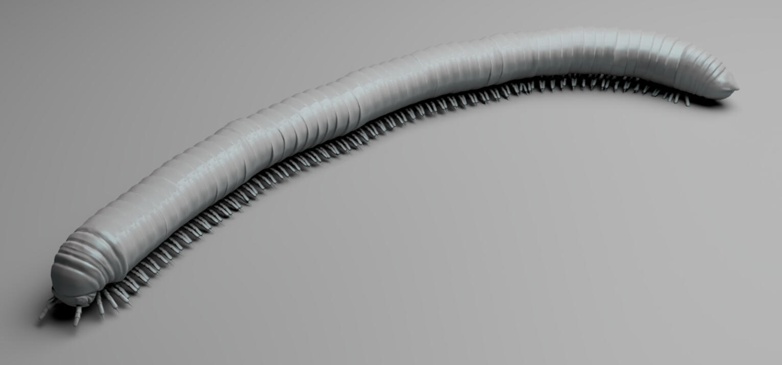 Insect exercise