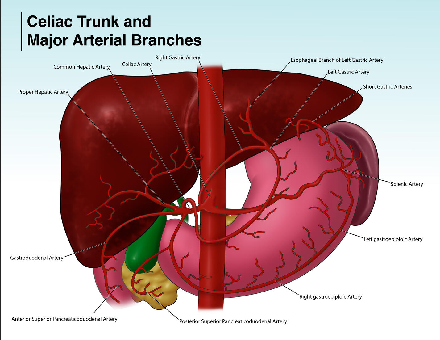 Celiac Trunk, created in Adobe Photoshop and Illustrator