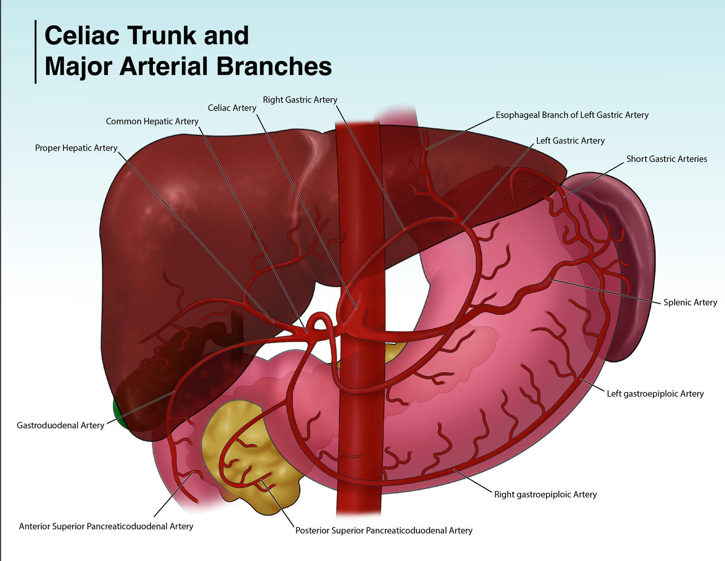 Celiac Trunk, created in Adobe Photoshop and Illustrator