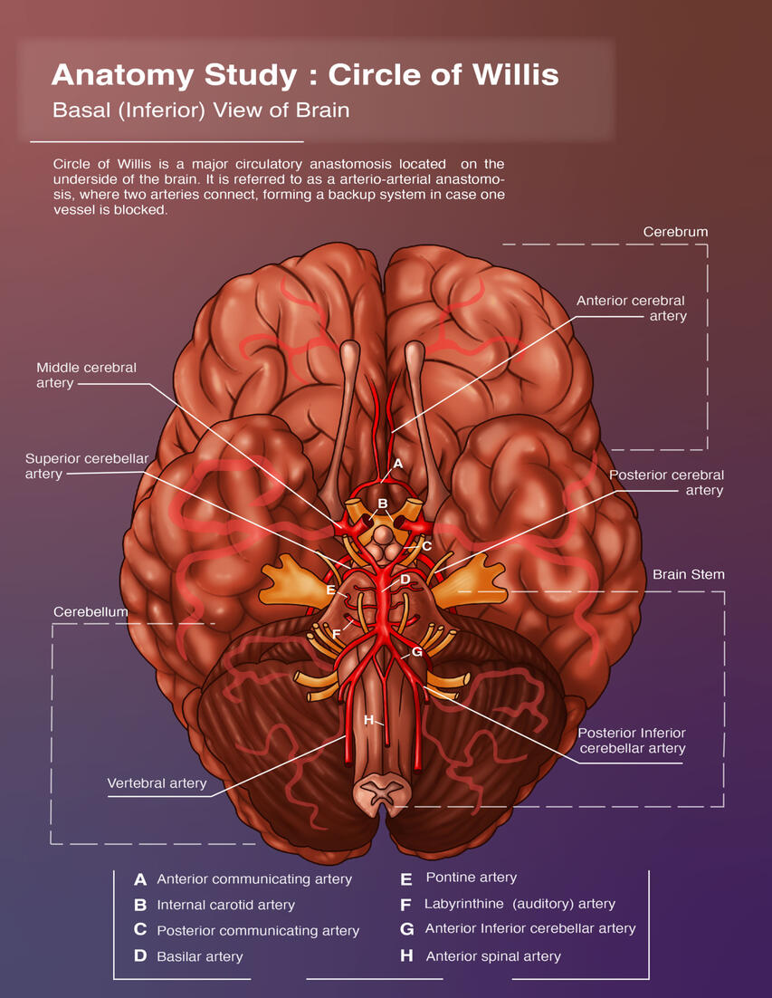 Circle of Willis, sketched in Procreate, finished in Adobe Illustrator and Photoshop