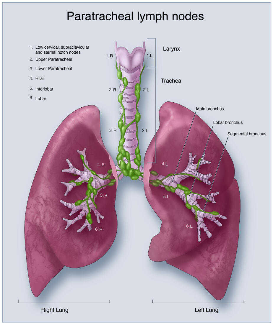 Paratracheal lymph nodes created in Adobe Photoshop and Illustrator