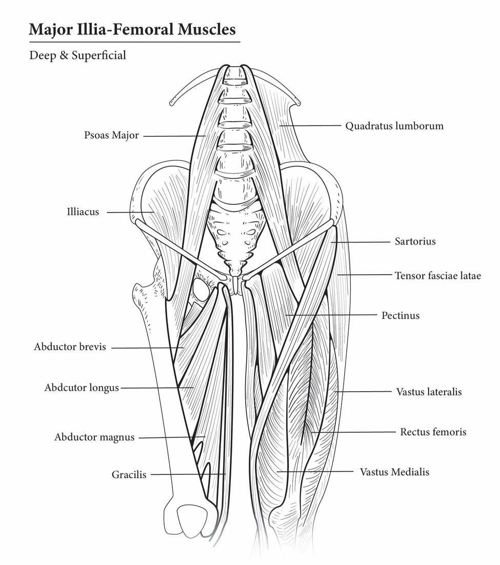 Major Illia-Sacral muscles, created in Adobe Illustrator