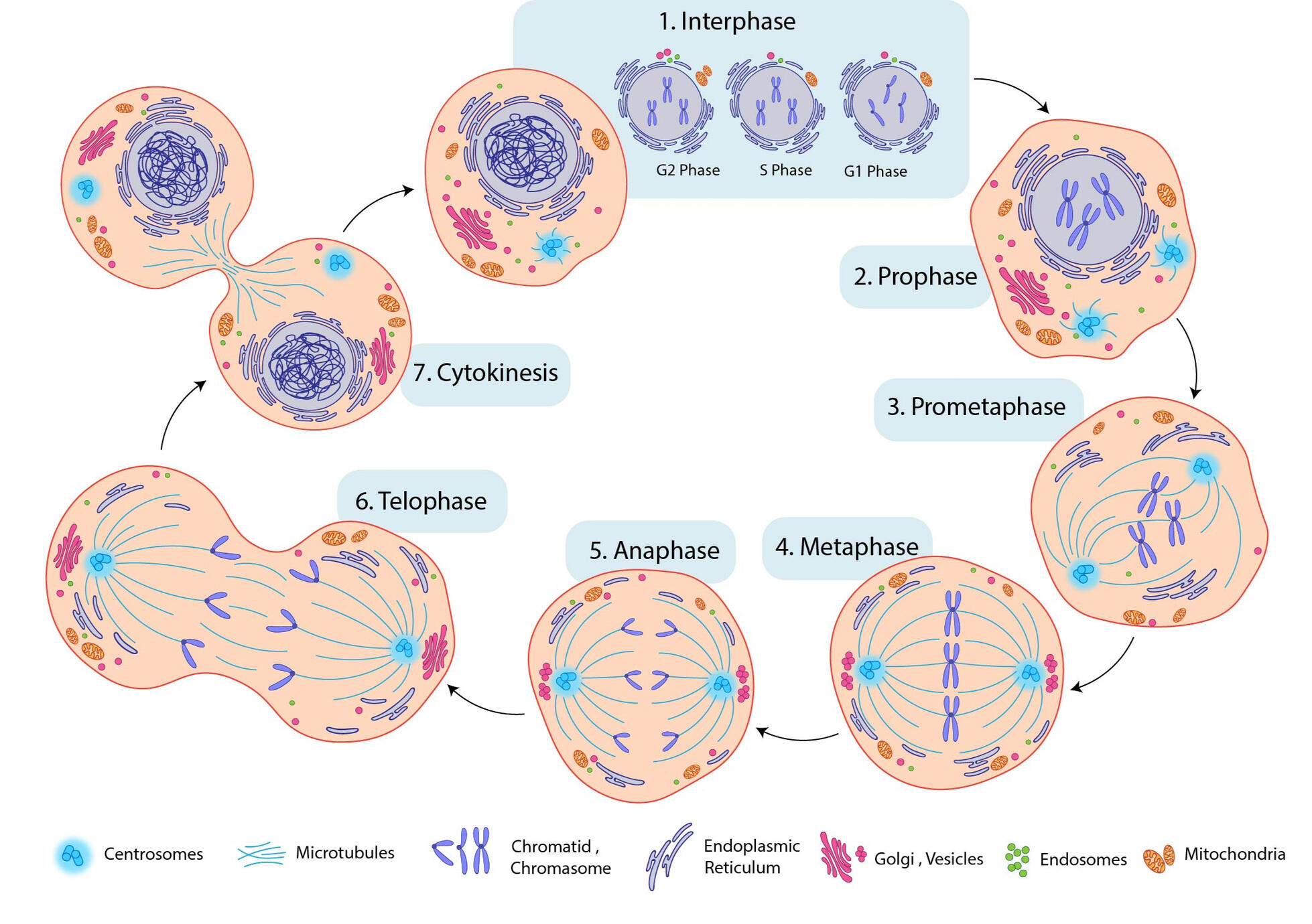 Mitosis, created in Adobe Illustrator