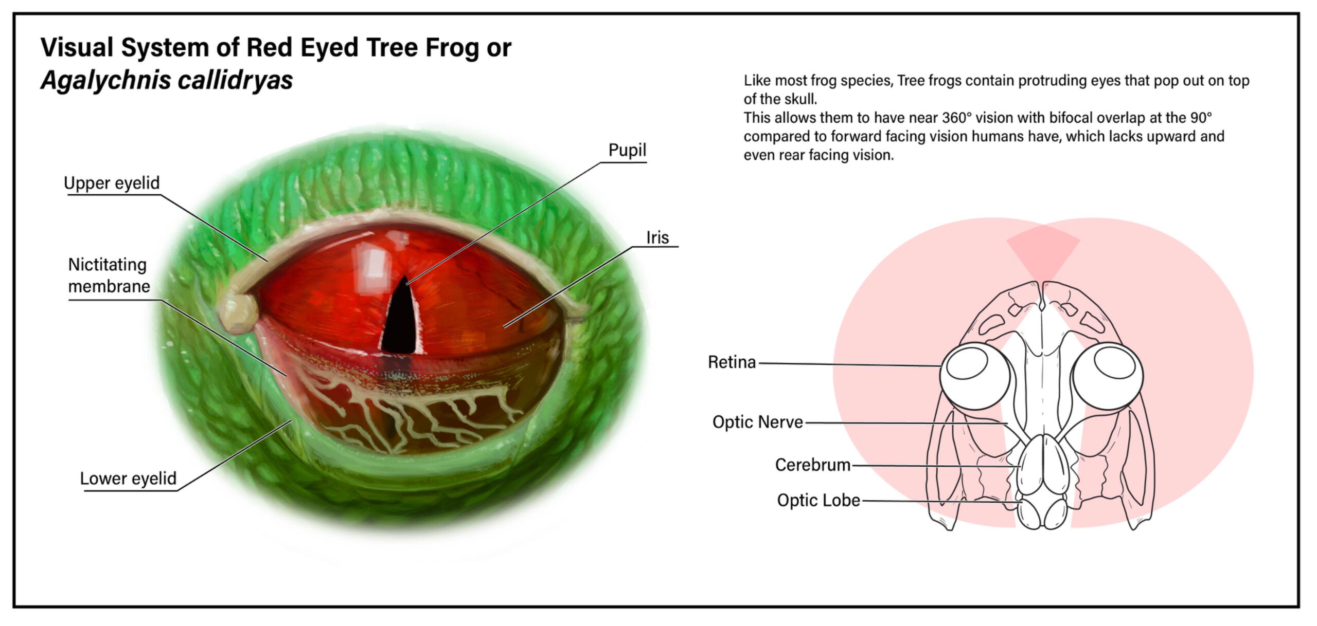 Agalychnis callidryas, created in Photoshop and Adobe Illustrator