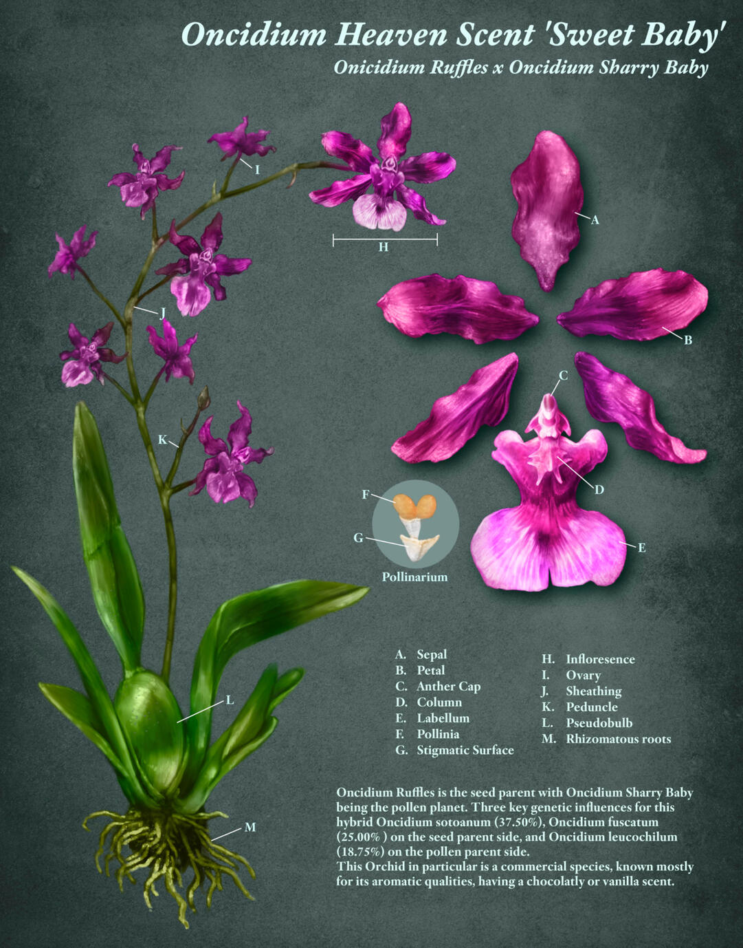 Oncidium Heaven Scent 'Sweet Baby' (Ruffles x Sharry Baby), created in Photoshop
