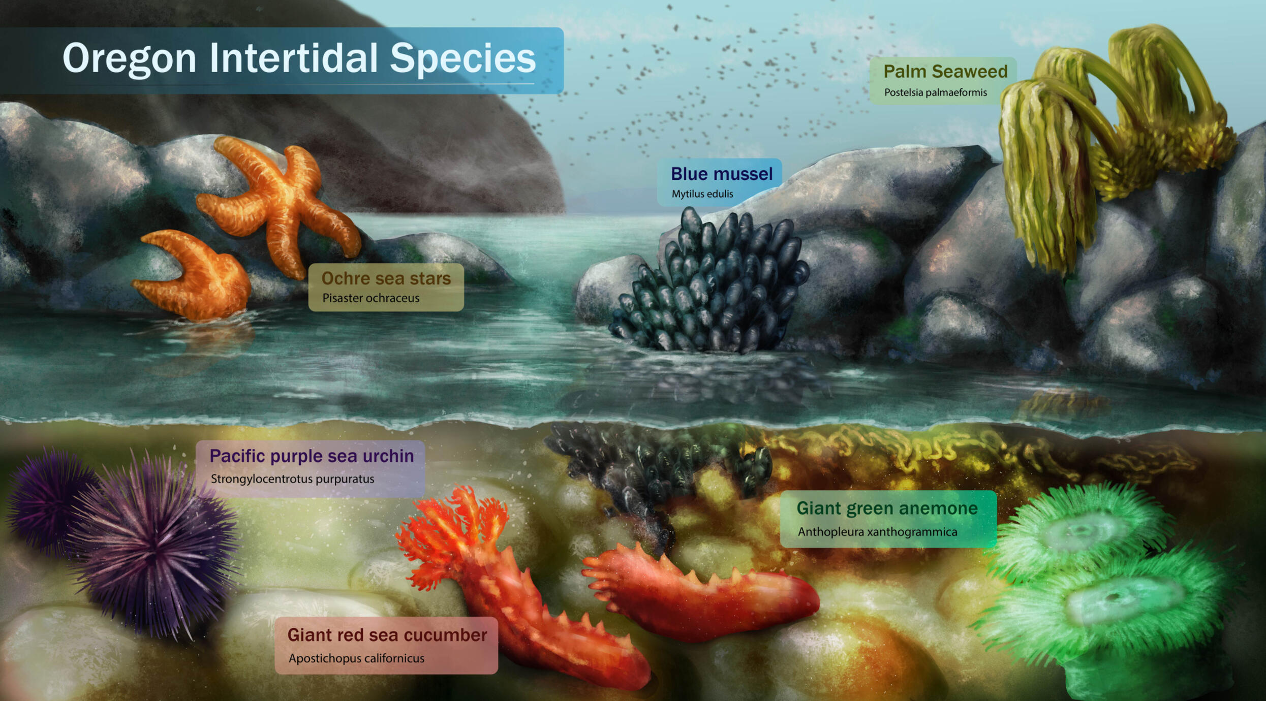 Oregon Intertidal Spread, created in Photoshop