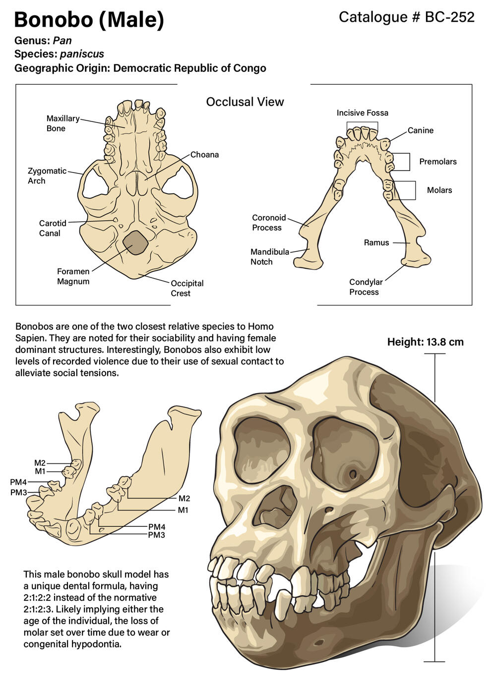 Bonobo skull anatomy, created in Adobe Illustrator