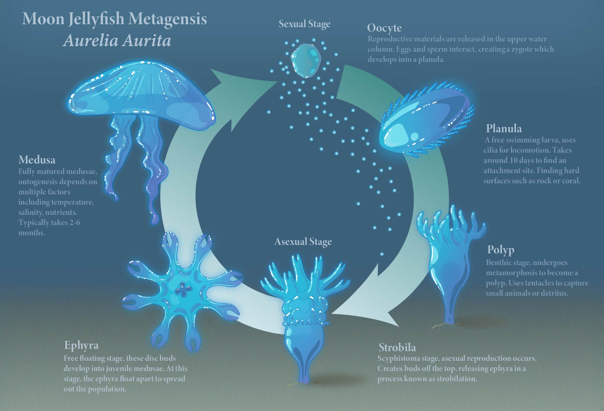 Moon Jellyfish life cycle, created in Adobe Illustrator