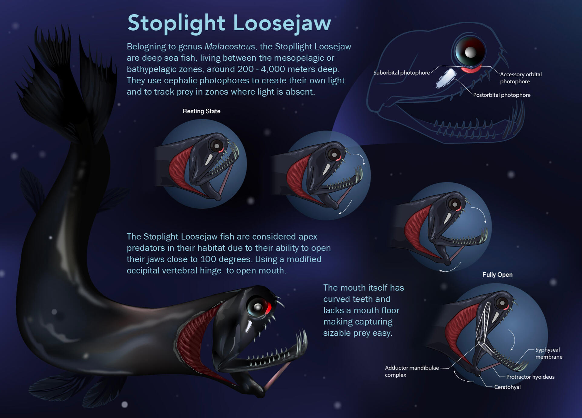 Stoplight Loosejaw adaptations, created in Adobe Illustrator