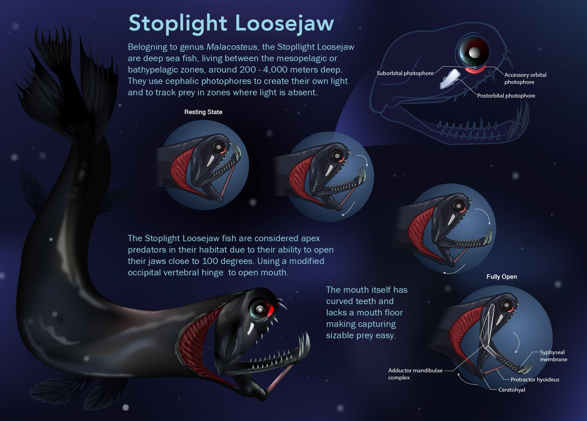 Stoplight Loosejaw adaptations, created in Adobe Illustrator