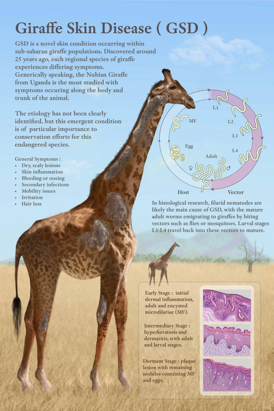 Zoological Poster, created in Photoshop and Adobe Illustrator