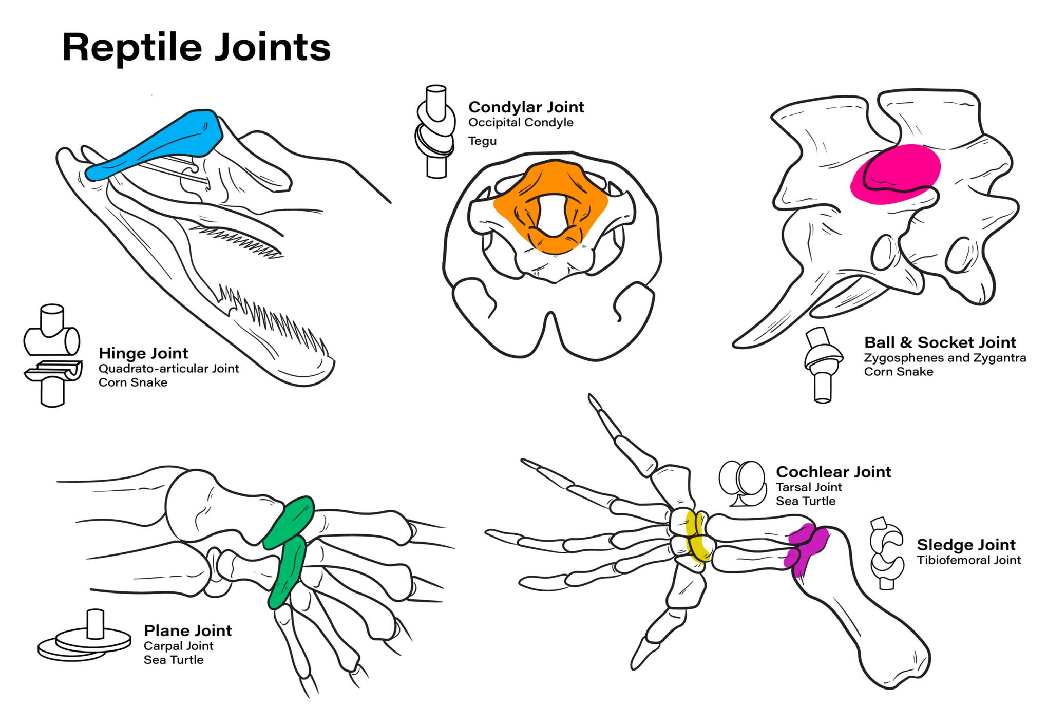 Reptile Joints, created in Adobe Illustrator