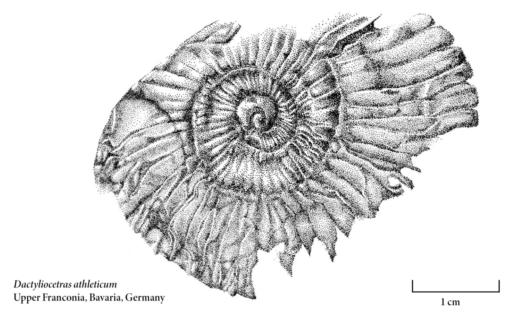 Dactylioceras athleticum, rendered in ink stippling