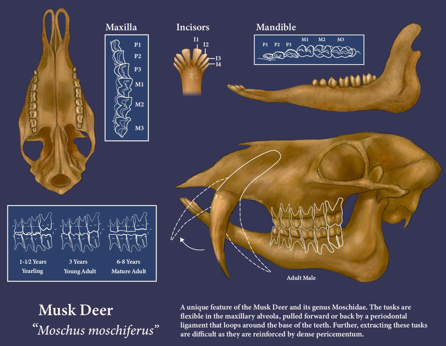 Moschus moschiferus dental aging, created using Photoshop and Adobe Illustrator