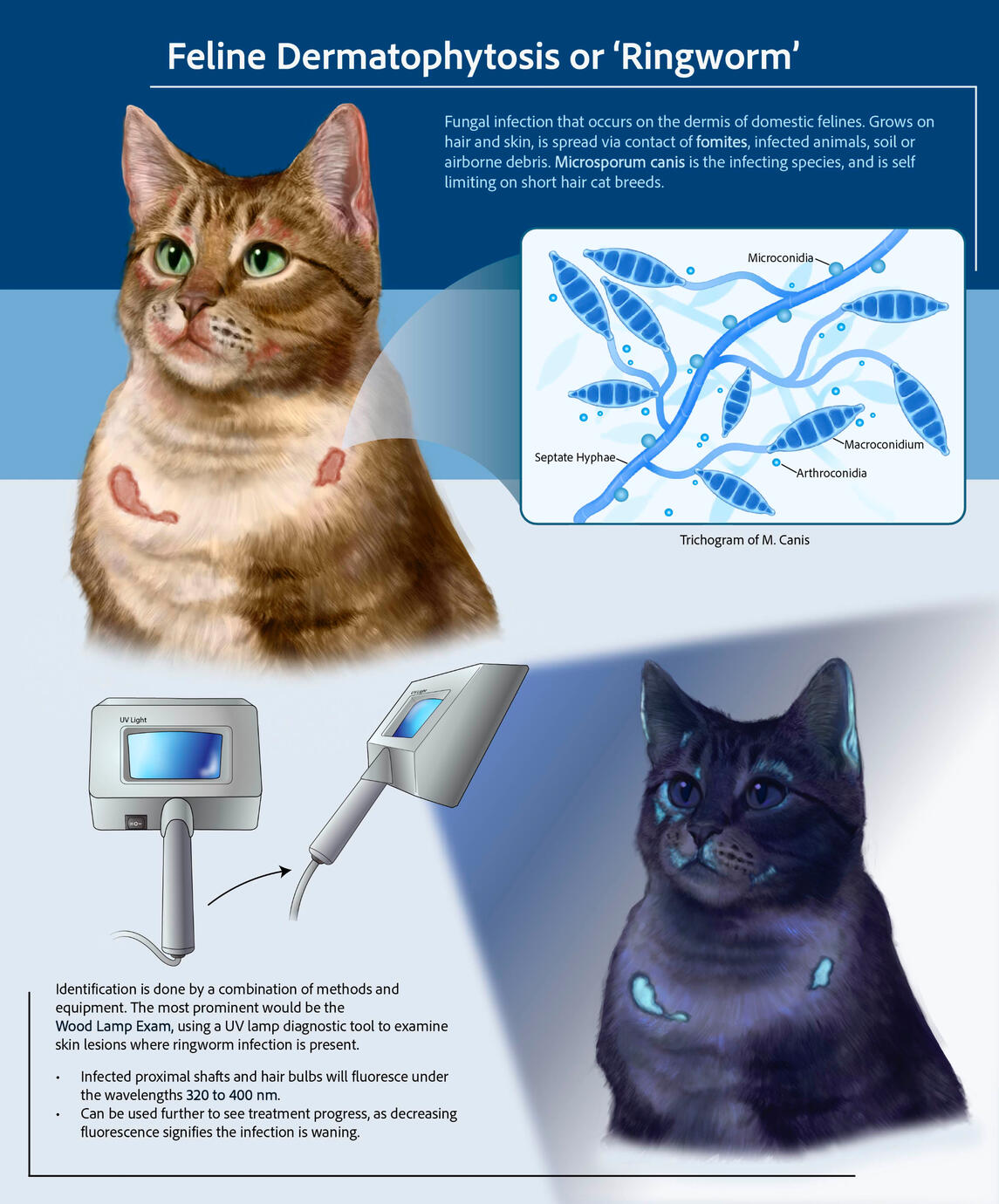 Feline Dermatophytosis, created in Photoshop and Adobe Illustrator