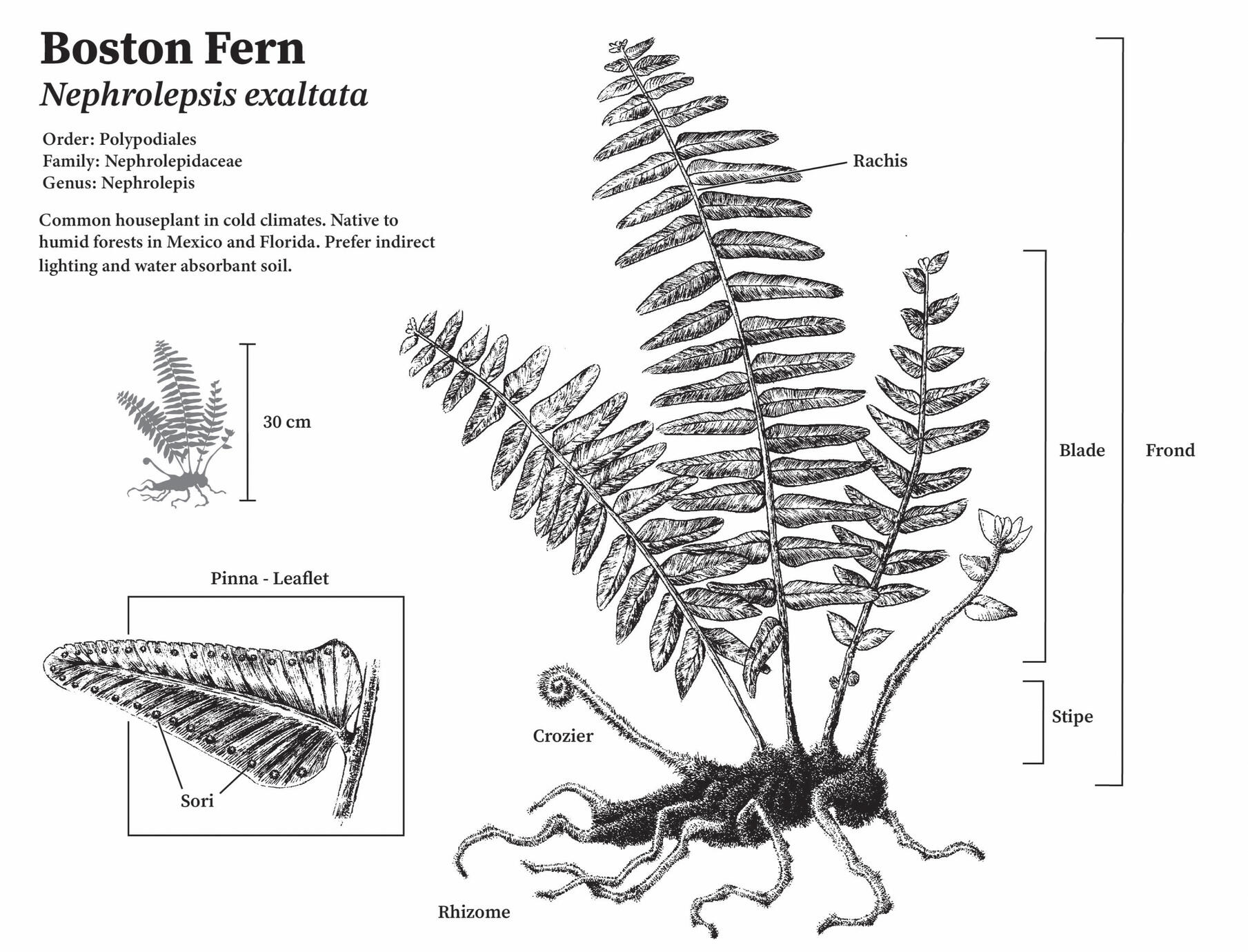 Adobe Illustrator, Fountain pens