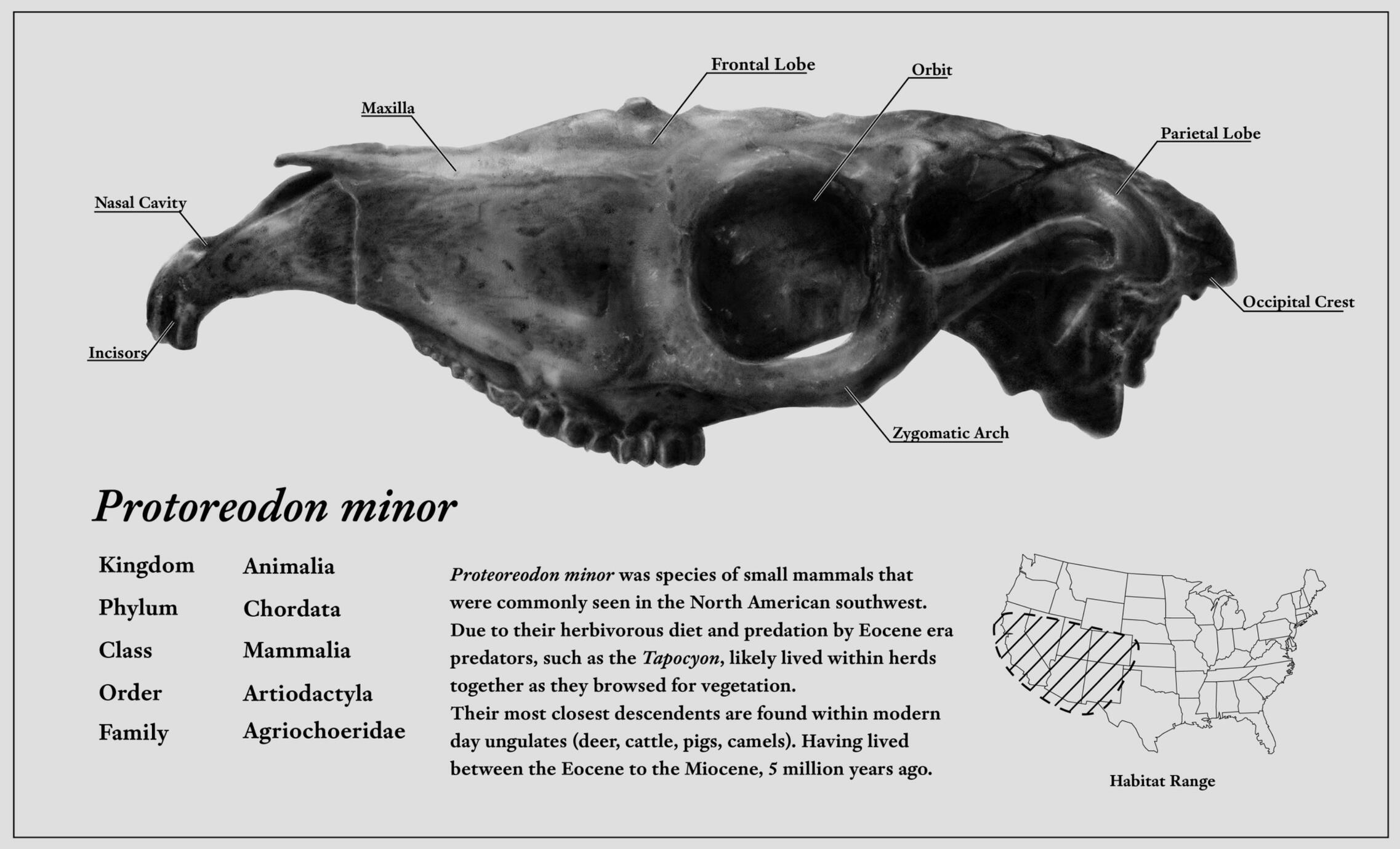 Protoreodon minor, rendered using the carbon dusting technique