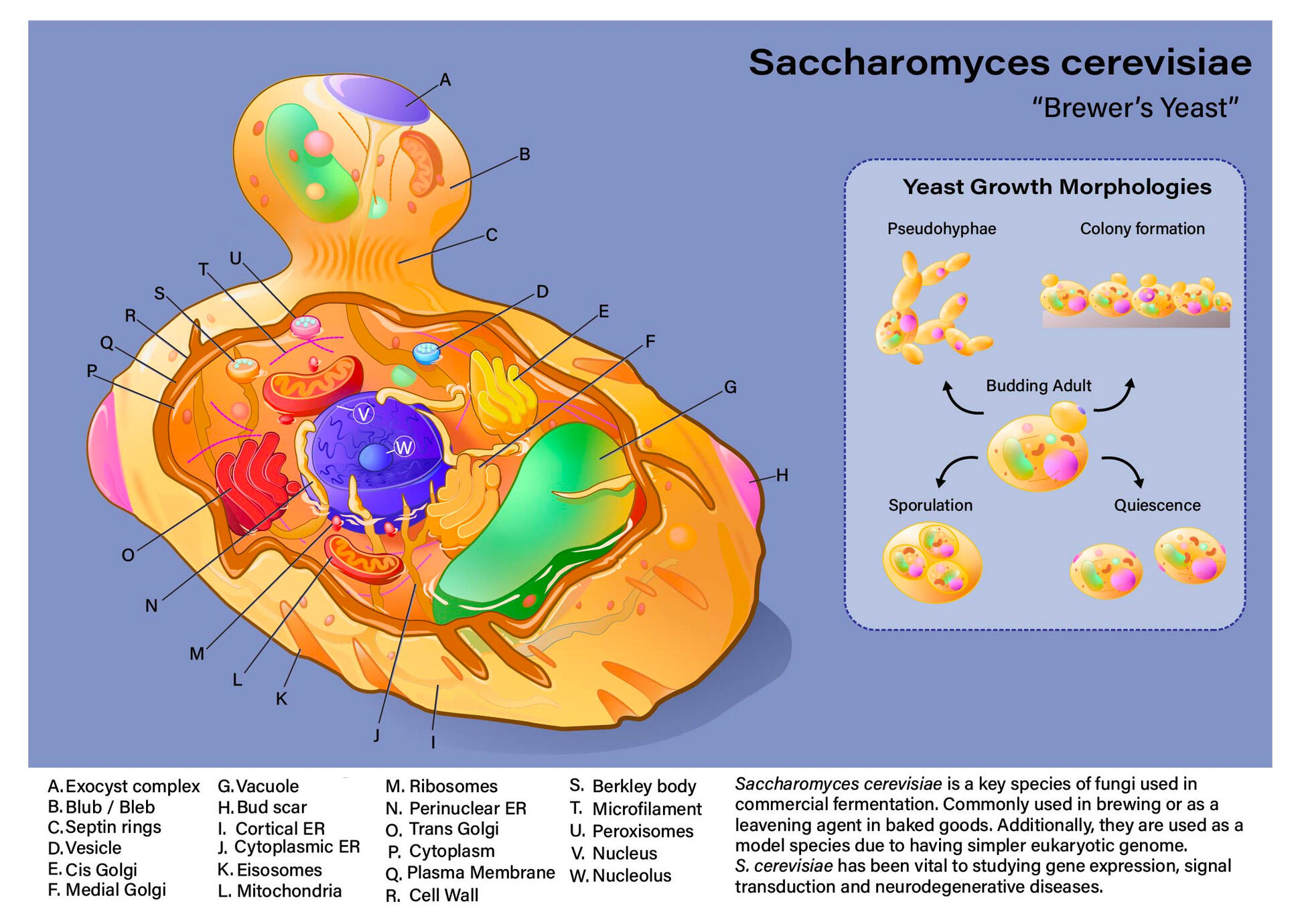 Saccharomyces cerevisiae, created in Adobe Illustrator