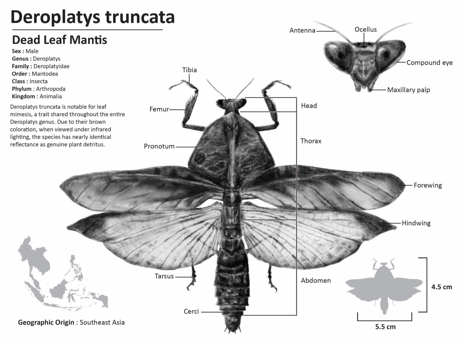 Deroplatys truncata, rendered using carbon dusting technique